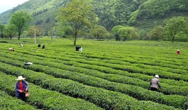 有关于兰州海关助力甘肃茶叶出口实现“零突破”的内容(1)