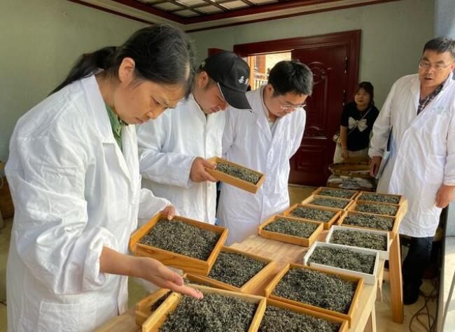 关于安顺市2022年茶叶技能大赛暨普定县第五届“朵贝贡茶杯”技能大赛火热开赛的消息