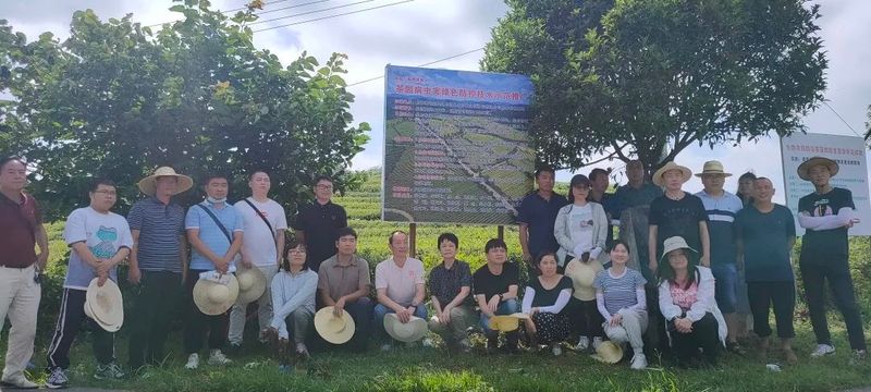 有关于省级茶叶植保“揭榜挂帅”团队开展技术培训的新闻