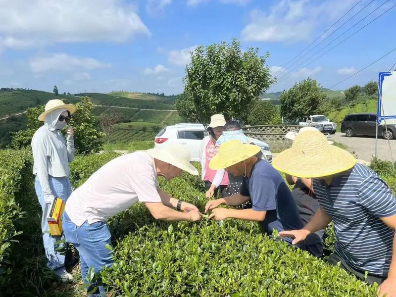 有关于省级茶叶植保“揭榜挂帅”团队开展技术培训的新闻(1)