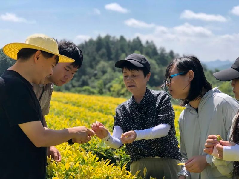 有关于省级茶叶植保“揭榜挂帅”团队开展技术培训的新闻(2)