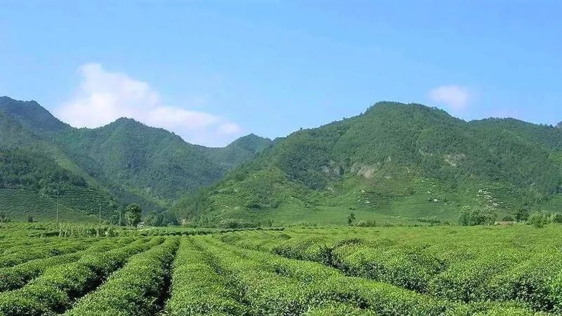 有关于浙江省农业农村厅发布关于举办2022浙江绿茶（长春）博览会的通知的信息(3)