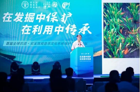 关于首届全球农遗·安溪铁观音茶文化系统保护与发展论坛成功开幕的信息(3)