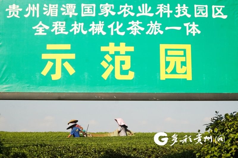 有关于湄潭万亩茶海：做强一片叶子 带富一方百姓的资讯(3)