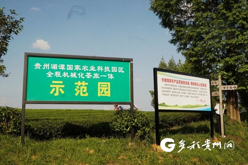 有关于湄潭万亩茶海：做强一片叶子 带富一方百姓的资讯(1)