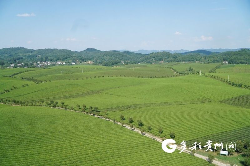 有关于湄潭万亩茶海：做强一片叶子 带富一方百姓的资讯