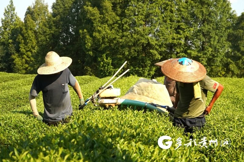 有关于湄潭万亩茶海：做强一片叶子 带富一方百姓的资讯(2)