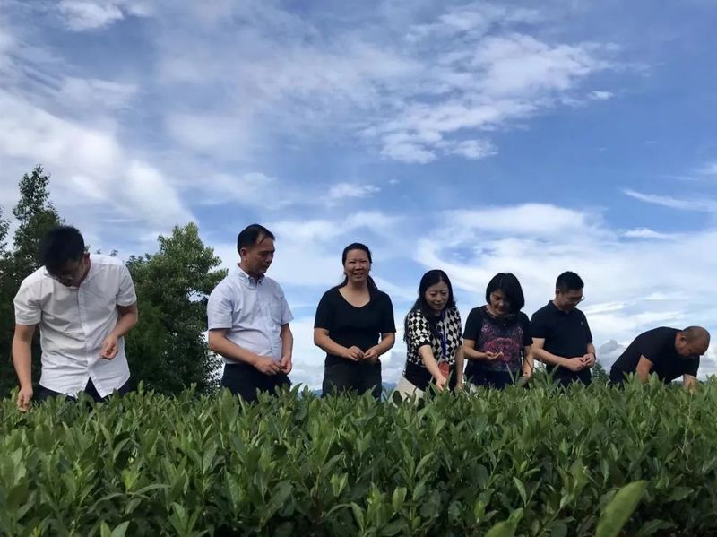 有关于​四川省茶叶行业协会调研巴州区茶产业的信息(1)