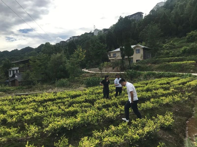 有关于​四川省茶叶行业协会调研巴州区茶产业的信息(4)