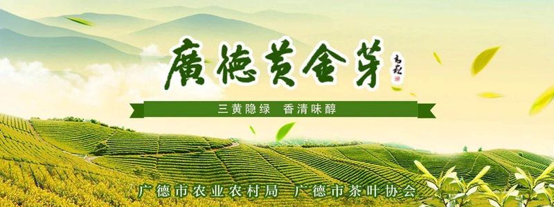 关于2022国际茶日“皖美茶香” 暨广德黄金芽交易市场开市活动成功举办的相关信息