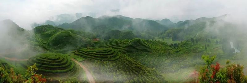关于管阳,中国高山云雾白茶向往的地方的新闻(1)