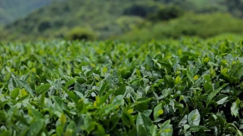 关于管阳,中国高山云雾白茶向往的地方的新闻(3)