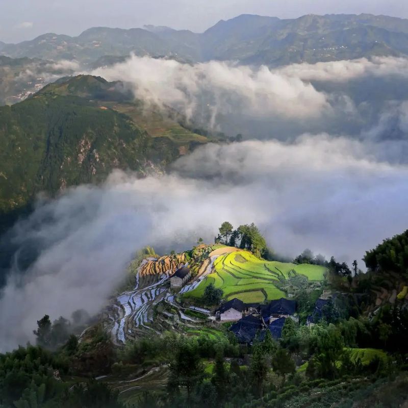 关于管阳,中国高山云雾白茶向往的地方的新闻