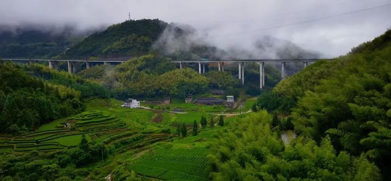关于管阳,中国高山云雾白茶向往的地方的新闻(2)