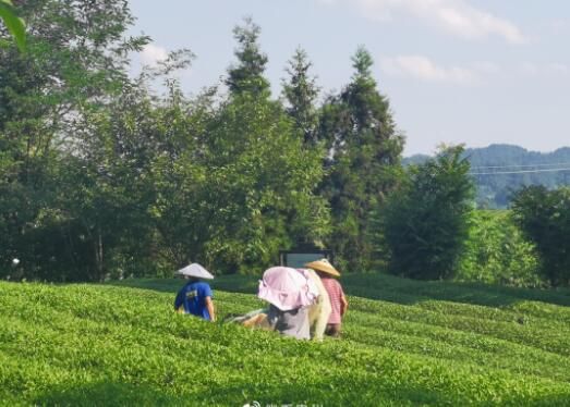 有关于新时代新成就十年巡礼    湄潭茶业讲好贵州故事的消息(1)