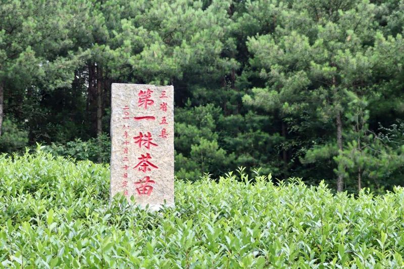 关于杨卫东赴湖南、贵州开展“白叶1号”项目推进工作的消息(3)