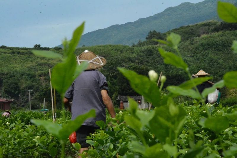 有关于还愿茉莉香久远，坊巷茶韵永流传的相关信息(4)