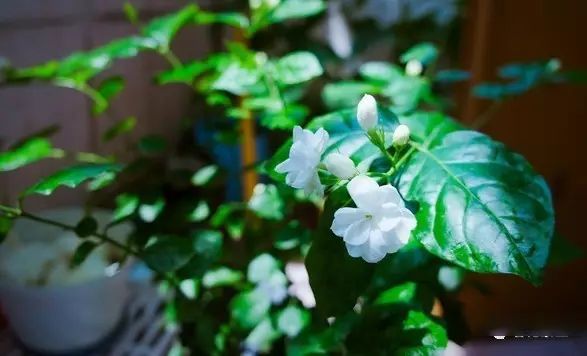 有关于还愿茉莉香久远，坊巷茶韵永流传的相关信息