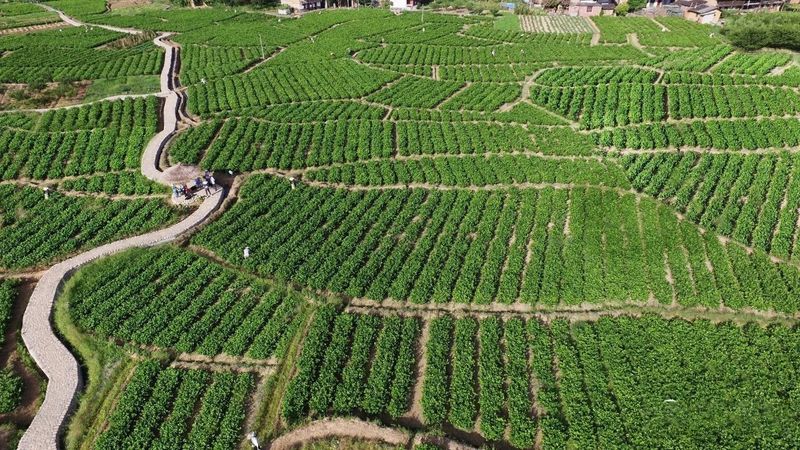 有关于还愿茉莉香久远，坊巷茶韵永流传的相关信息(2)