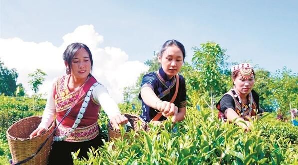 有关于泸水市——茶叶变产业茶山变“金山”的资讯