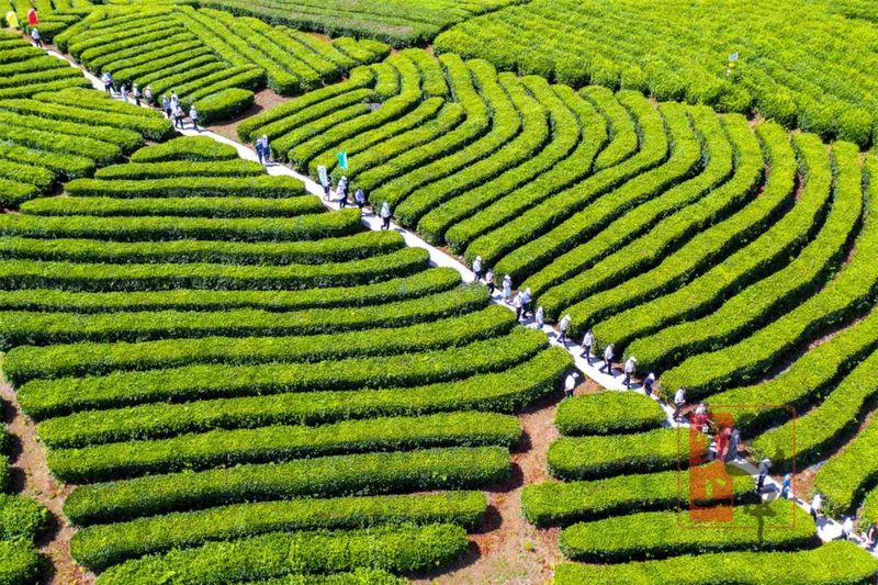 有关于云顶茶乡 品享健康——第七届“巴中云顶”茶文化旅游节圆满落幕!的相关信息(2)