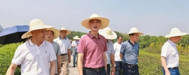 关于中国国际茶文化研究会来金华开发区调研：以茶香之韵助力共同富裕的消息