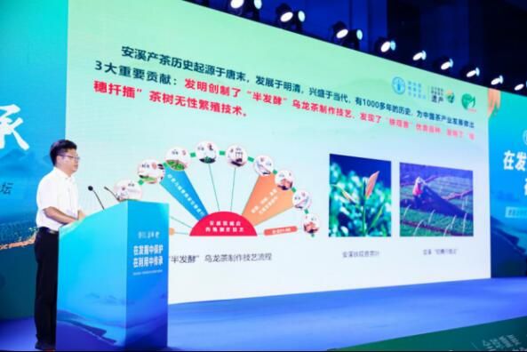 有关于安溪统战部部长肖印章:多措并举保护传承铁观音茶文化系统深化多元价值的资讯