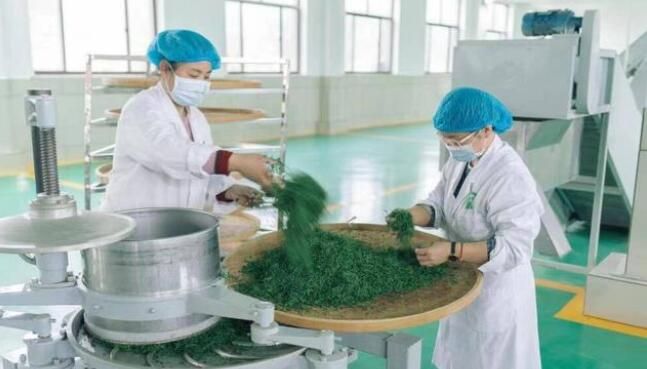 有关于泰安市岱岳区现代食品产业链专班:推动泰山茶产业提质增效的最新消息