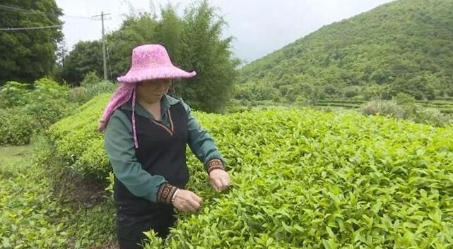 关于漳州诏安:走茶旅融合路子,做好富硒茶文章的最新消息(3)