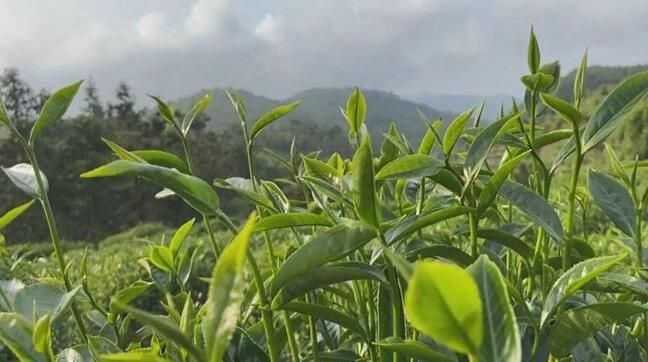 关于漳州诏安:走茶旅融合路子,做好富硒茶文章的最新消息