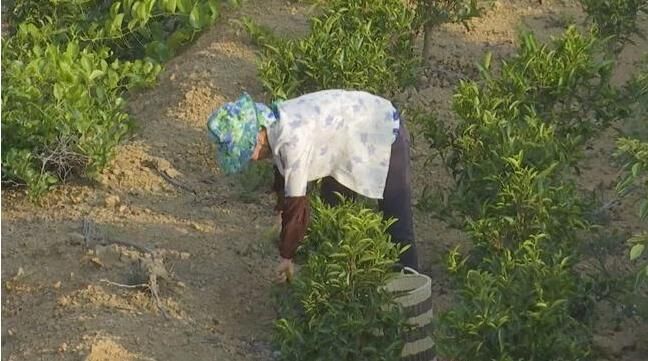 关于漳州诏安:走茶旅融合路子,做好富硒茶文章的最新消息(1)