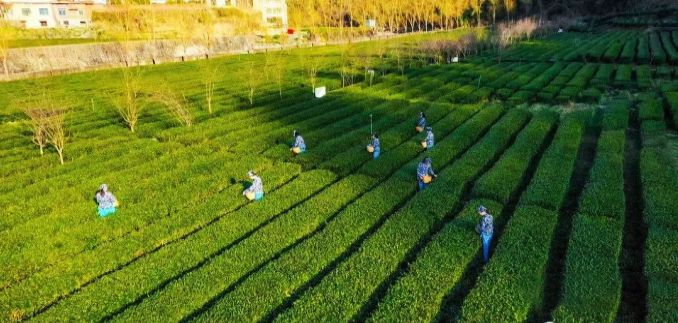 关于安康富硒茶在第十一届“中绿杯”名优绿茶质量评选中摘金夺银的内容