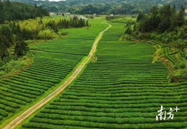 有关于韶关进击十大茶王：中国十大茶王参评茶企巡礼的信息(2)