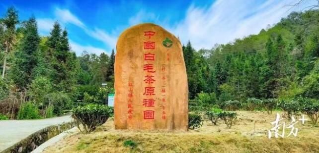 有关于韶关进击十大茶王：中国十大茶王参评茶企巡礼的信息(3)