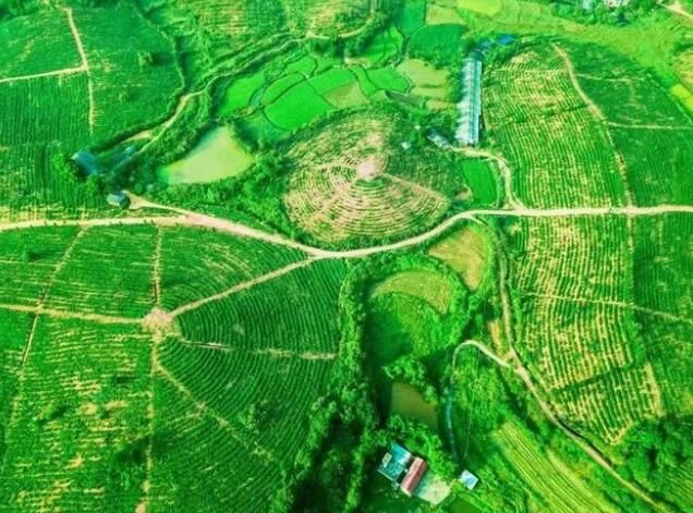 有关于韶关进击十大茶王：中国十大茶王参评茶企巡礼的信息