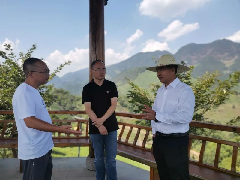 关于卢关荣局长调研武义县有机茶产业的相关信息