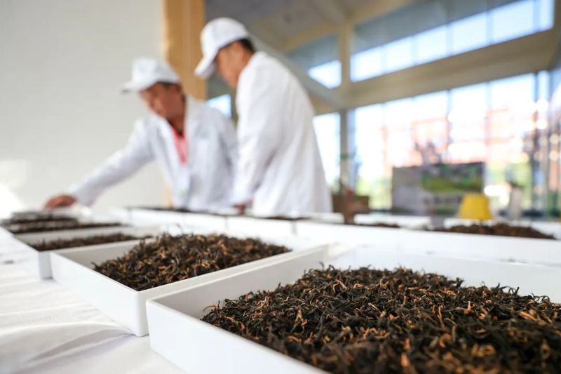 有关于贵州省第五届古树茶加工技能大赛在毕节举行的信息(6)