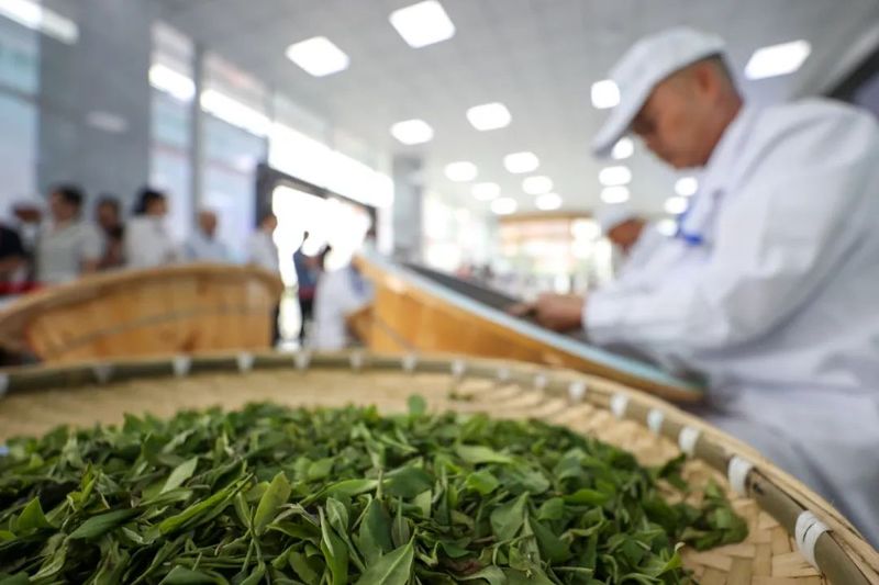 有关于贵州省第五届古树茶加工技能大赛在毕节举行的信息(4)