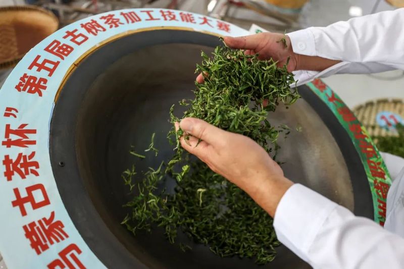 有关于贵州省第五届古树茶加工技能大赛在毕节举行的信息(2)