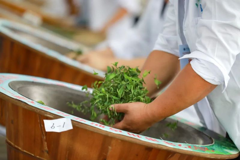 有关于贵州省第五届古树茶加工技能大赛在毕节举行的信息(3)