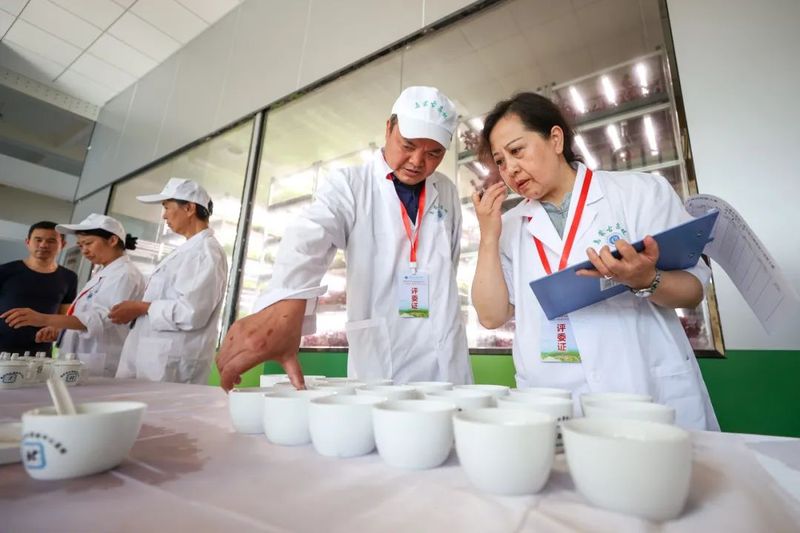 有关于贵州省第五届古树茶加工技能大赛在毕节举行的信息(5)
