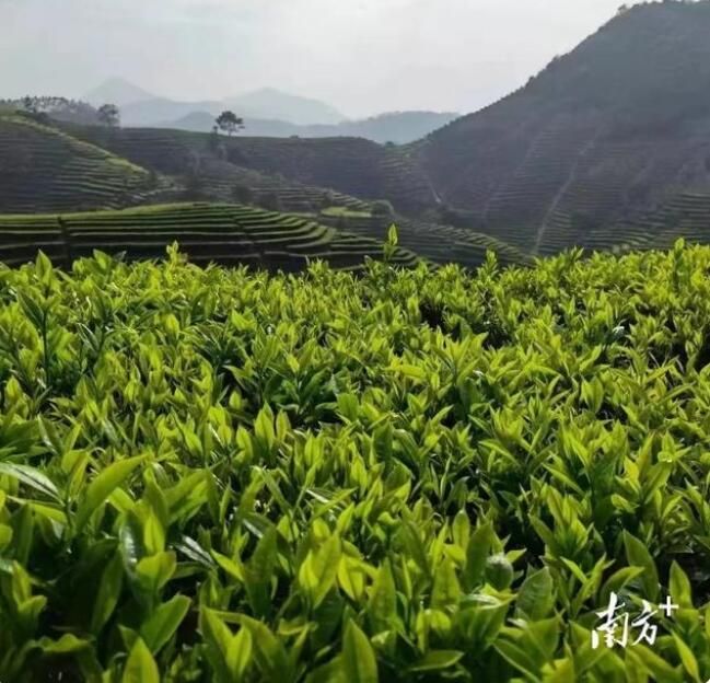 有关于梅州：千年客都，嘉应茶香的相关内容(3)