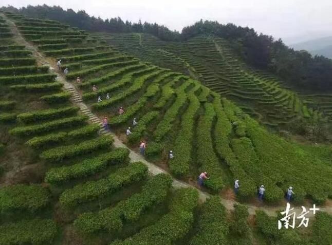 有关于梅州：千年客都，嘉应茶香的相关内容(2)