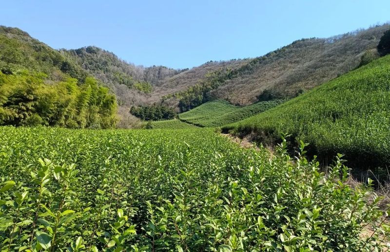 关于“只此青绿 觉农·翠茗,一杯新茶敬茶圣”主题征文系列报道之④浙江省上虞区茶文旅融合发展策略研究的信息(1)