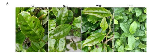 有关于一周速读:云茶产业量质齐升、浅谈茉莉花茶趋势走向、石家庄茶博会的资讯(2)