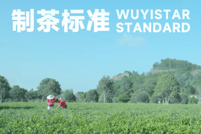 有关于一周速读:云茶产业量质齐升、浅谈茉莉花茶趋势走向、石家庄茶博会的资讯(4)