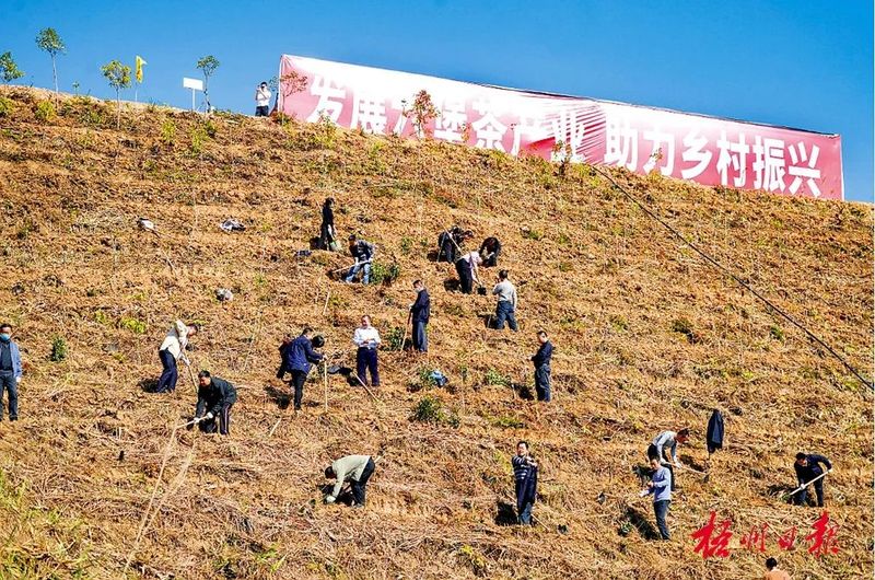 有关于首次突破20万亩大关 梧州市茶园面积创下新纪录的最新消息(1)