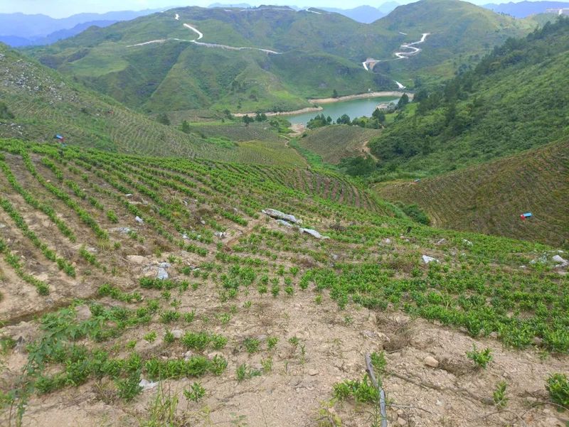 关于面对”烤”验,贵州茶园如何(一)的信息(3)