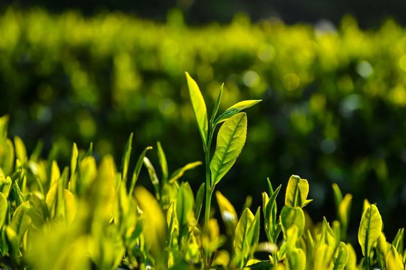 有关于武夷山：数字赋能，茶旅产业新升级的最新消息
