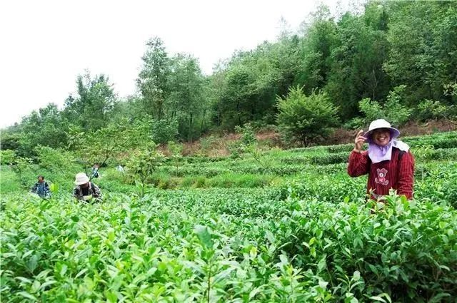 关于百里杜鹃: “夏秋茶”迎来丰收 助力群众再增收的相关内容(2)